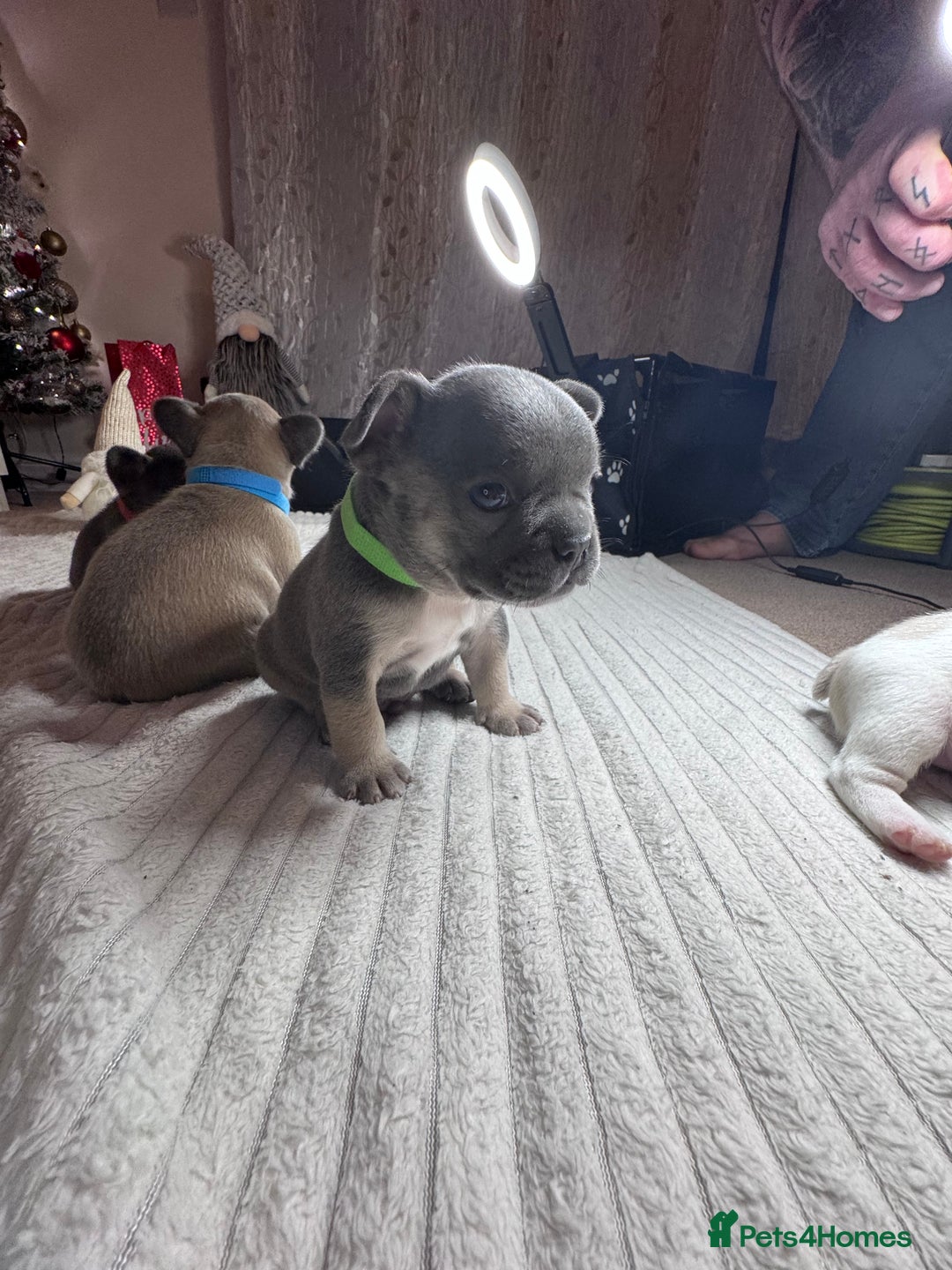 French Bulldog dogs for sale: French Bulldog puppies for sale  - Advert 7