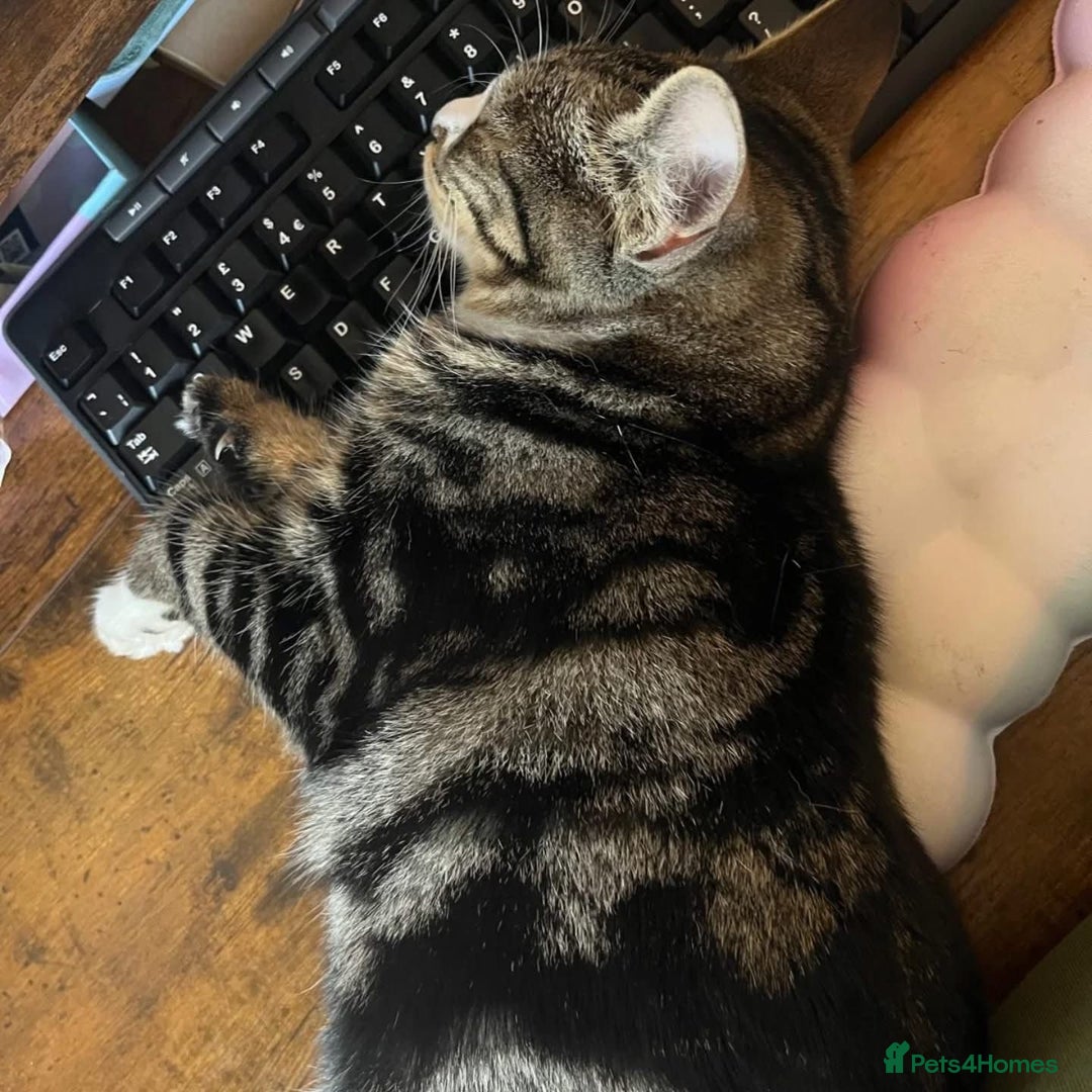 Domestic Shorthair cats for adoption: Gaia, 6 month old kitten  - Advert 5