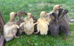 Ducks poultry for sale: Unsexed - Indian Runner Ducklings in Carnforth - Image 2