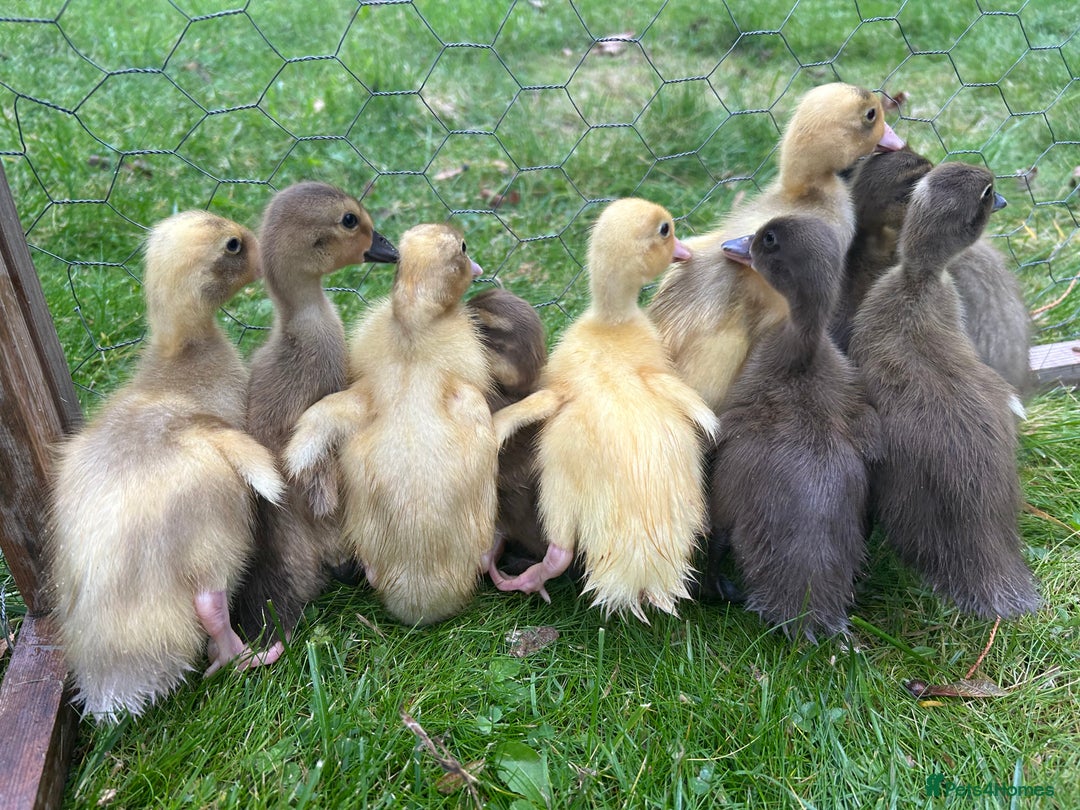 Ducks poultry for sale: Unsexed - Indian Runner Ducklings in Carnforth - Image 2