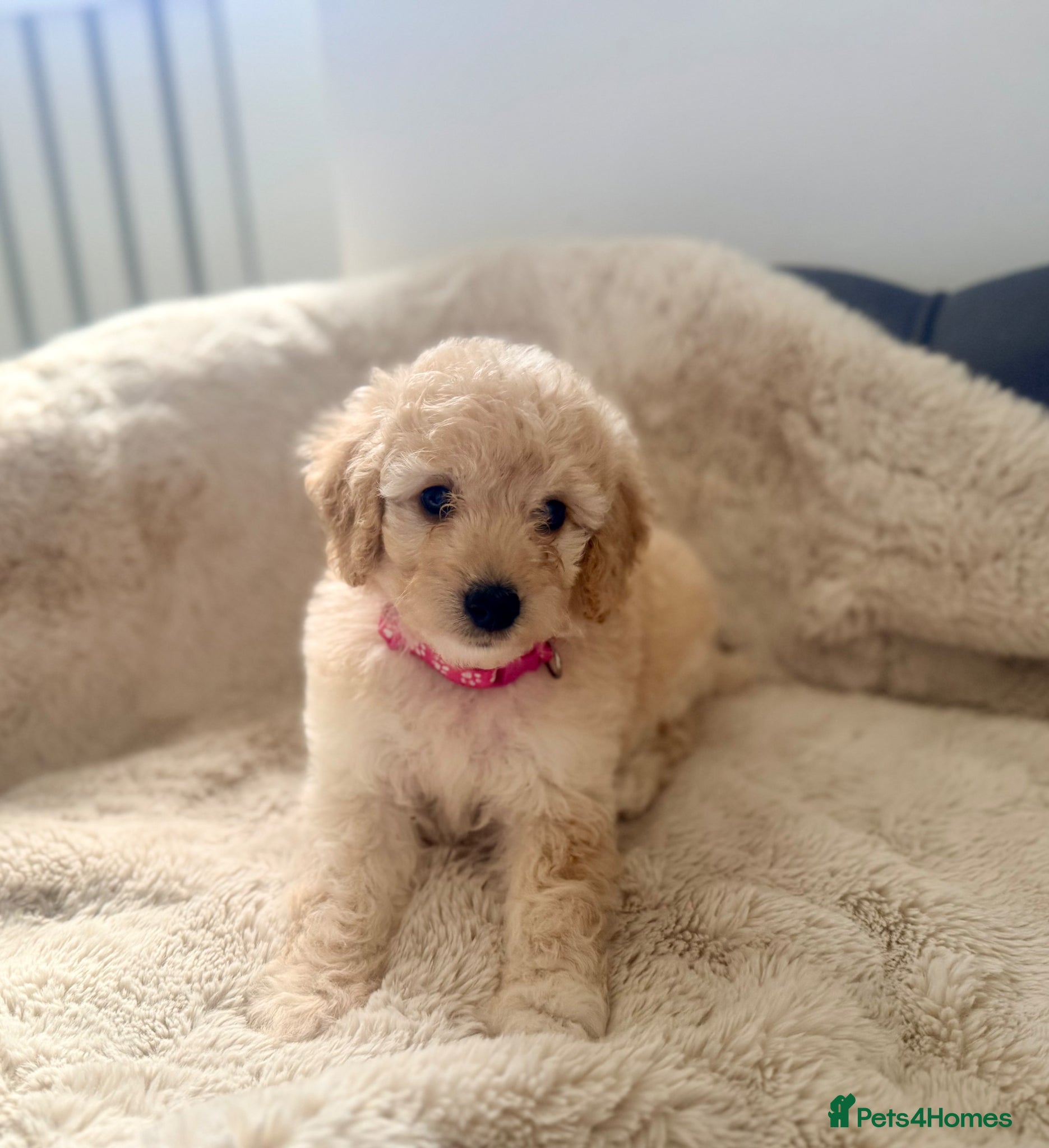 Cavapoo dogs Adorable F1b Cavapoo’s 🏡 health tested parents ♥️ - Advert 2