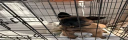 Belgian Shepherd Dog dogs for sale: Female Malinois Puppy - Advert 2