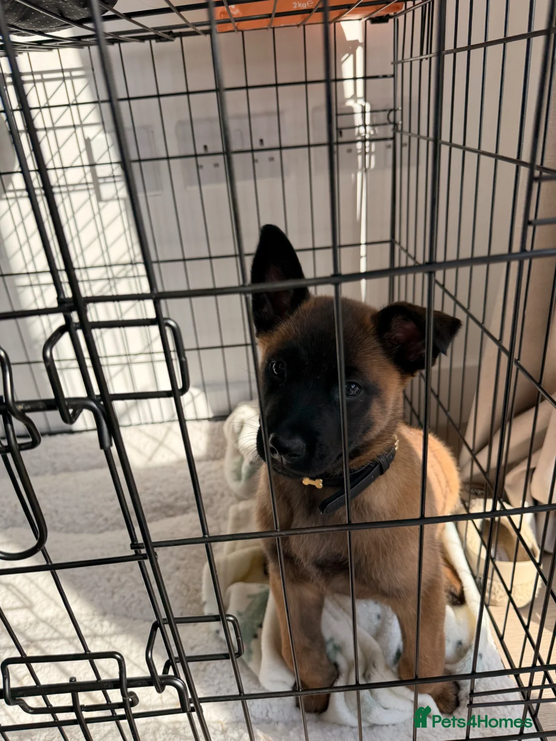Belgian Shepherd Dog dogs for sale: Female Malinois Puppy - Advert 2