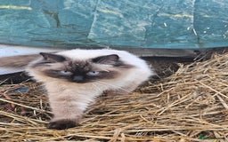 Ragdoll cats for sale: Ragdoll kittens - Image 9