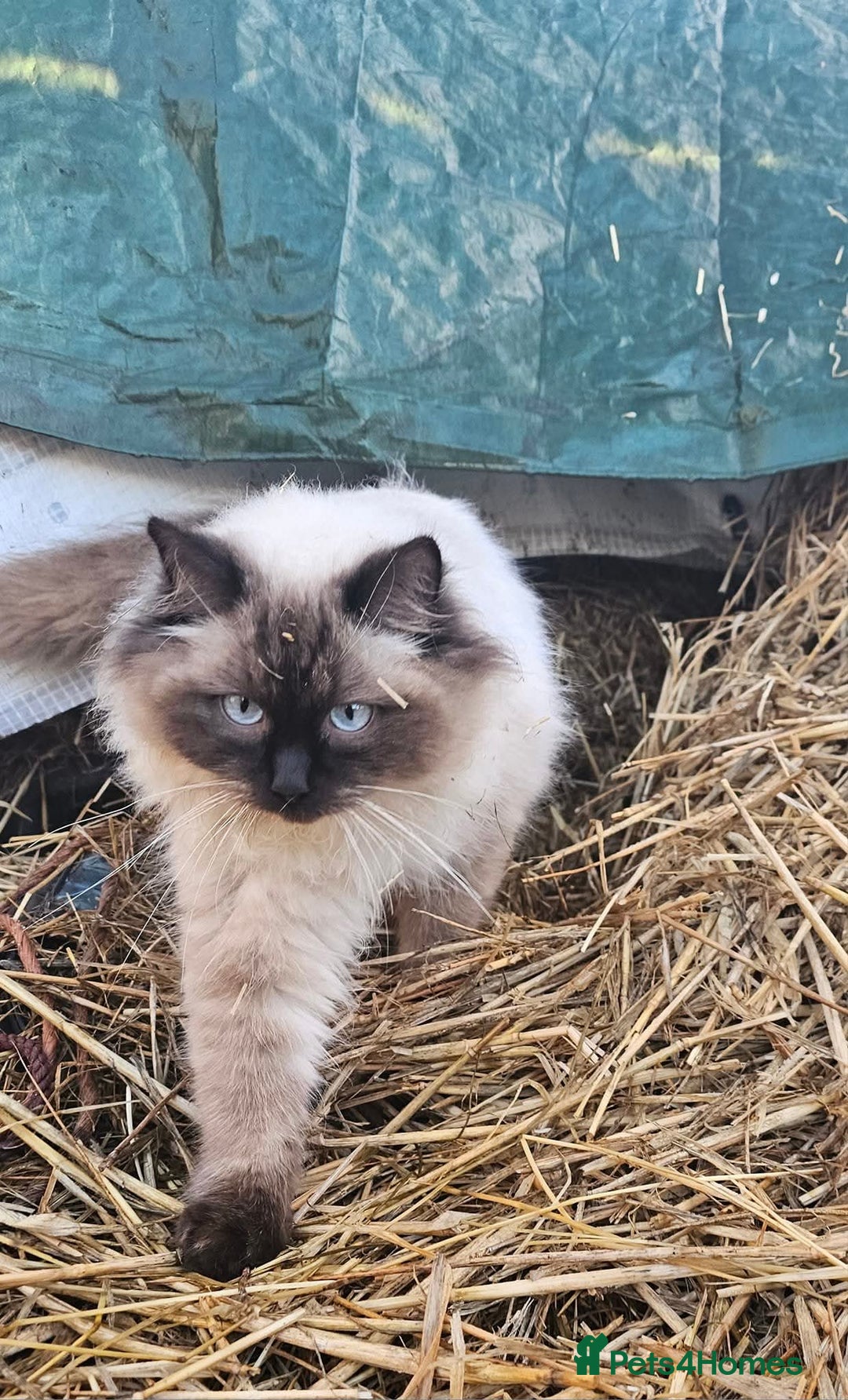 Ragdoll cats for sale: Ragdoll kittens - Image 9