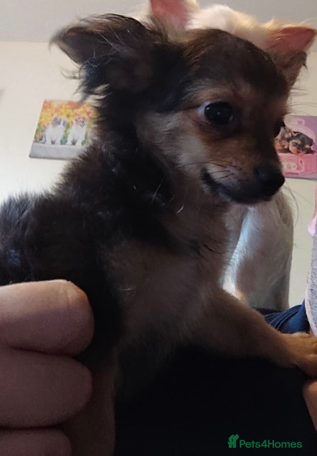 Pomchi dogs for sale: beautiful Pomchi pup - Image 6