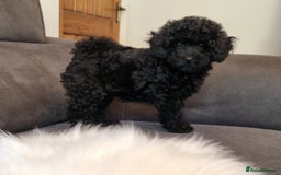 Cockapoo dogs for sale: Adorable best friend pups, sold fully vaccinated - Advert 11
