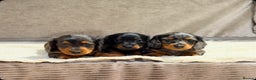 Miniature Dachshund dogs for sale: STUNNING LONG HAIRED KC MINI DACHSHUND PUPPIES - Advert 11