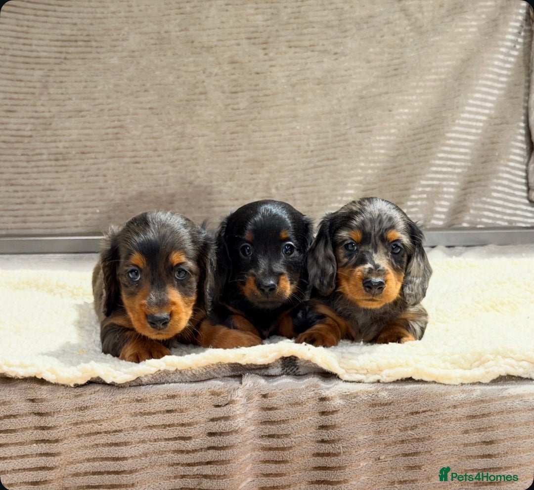 Miniature Dachshund dogs for sale: STUNNING LONG HAIRED KC MINI DACHSHUND PUPPIES - Advert 11