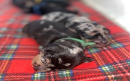 Dachshund dogs for sale: Dachshund pups 3 boys left  in Bootle - Image 8