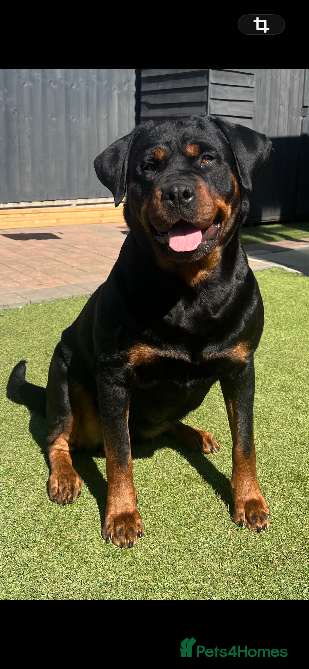 Rottweiler dogs for sale: LAST FEMALE ROTTWEILER PUPPY - Advert 10