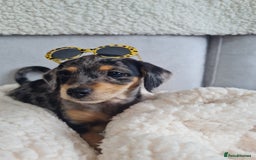 Chipoo dogs for sale: 4  Stunning chipoo puppies  - Image 27