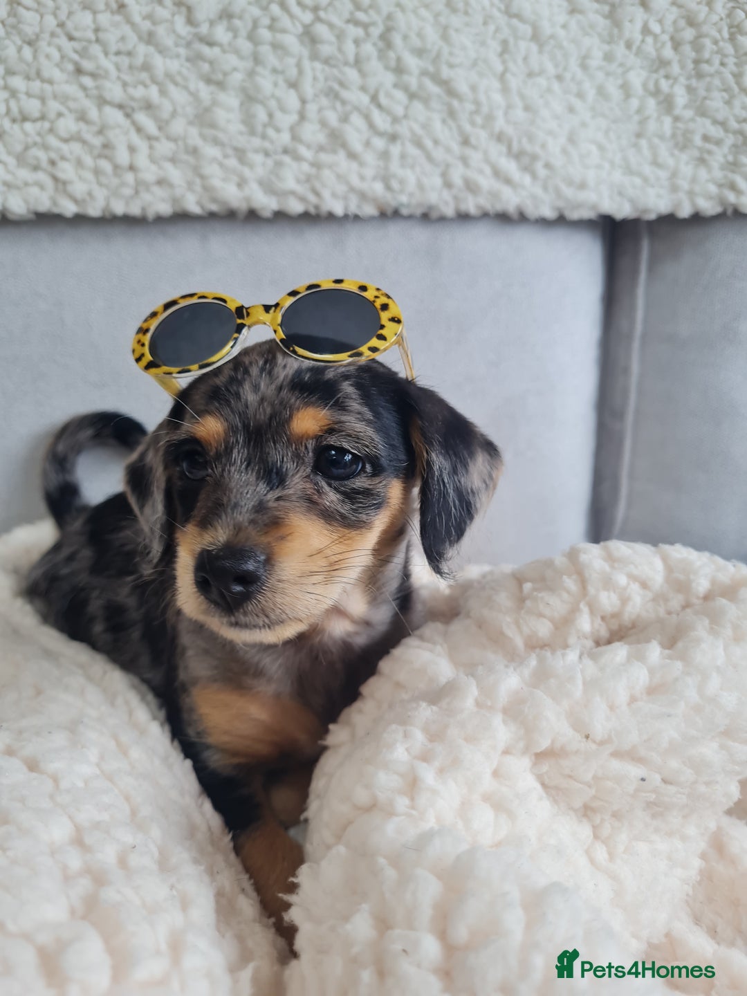 Chipoo dogs for sale: 4  Stunning chipoo puppies  - Image 27