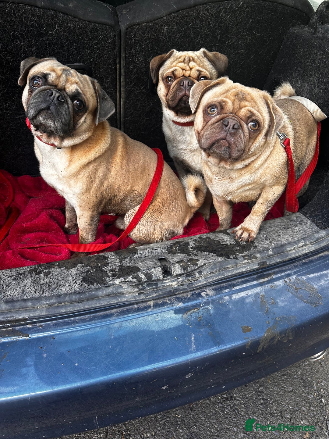 Pug dogs for stud: KC pug carrying choclate for stud - Advert 9