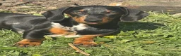 Dachshund dogs for sale: Dachshund puppy for sale - Advert 5