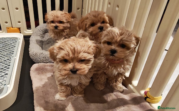 Maltipoo dogs - Advert 5