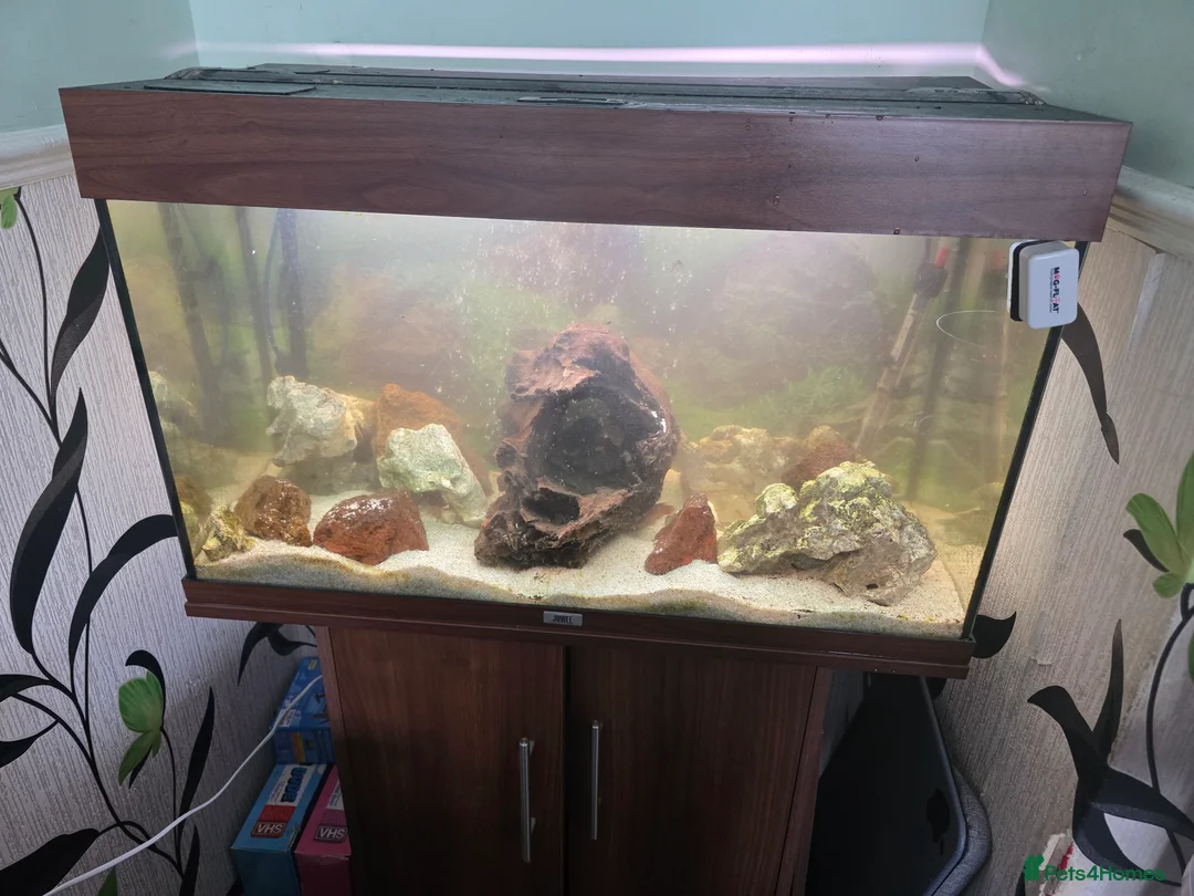 Cichlids fish for sale: Juwel 125 with cichlids  - Advert 1