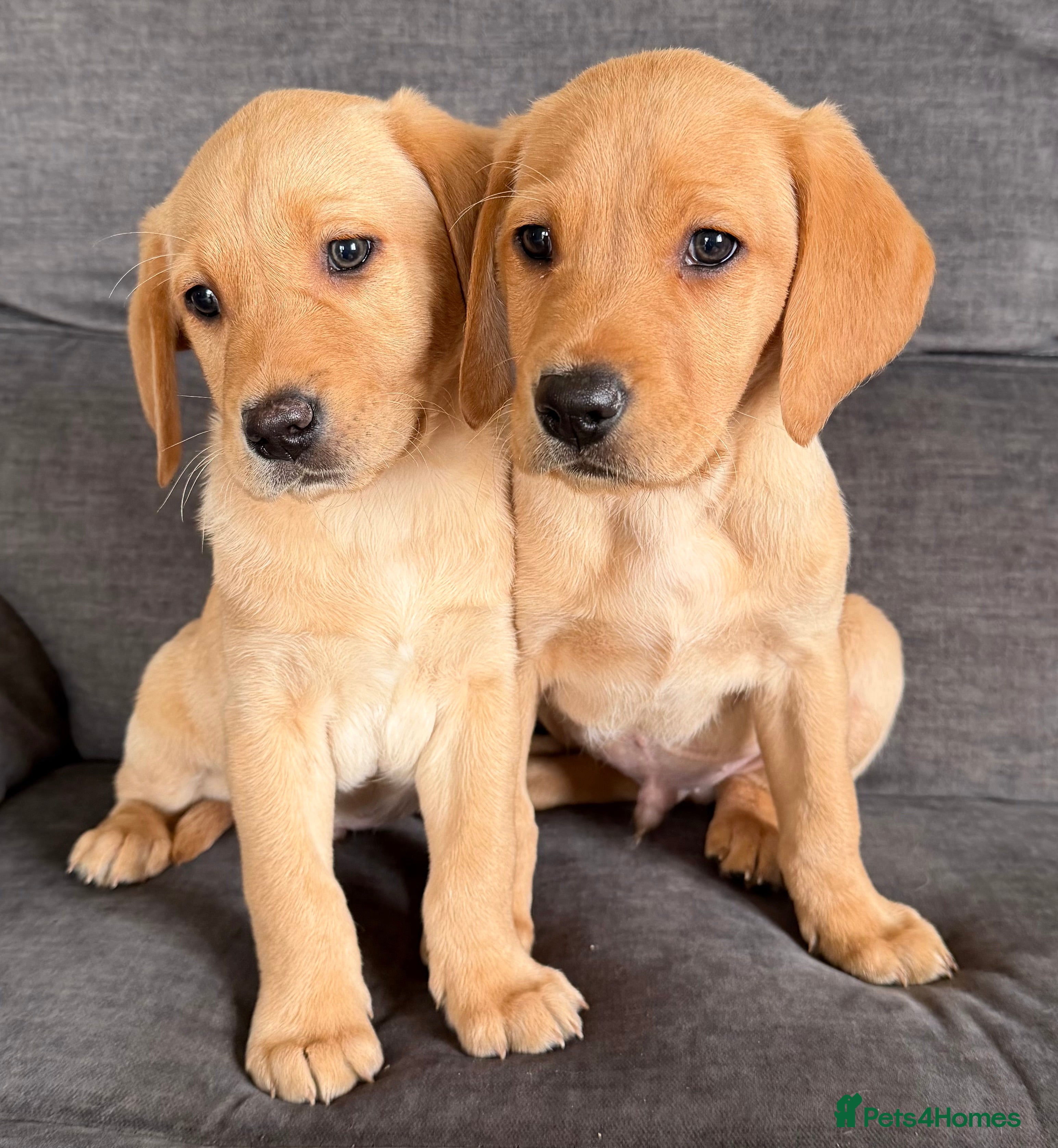Labrador Retriever dogs READY TO GO Fox Red Labrador Puppies - Advert 9