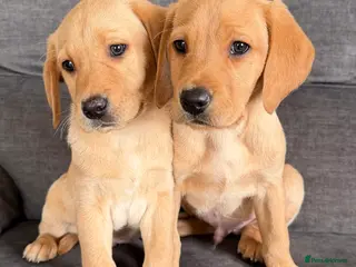 Labrador Retriever dogs READY TO GO Fox Red Labrador Puppies - Advert 9