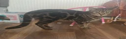 Bengal cats for sale: Bengal X adorable kittens  - Advert 8