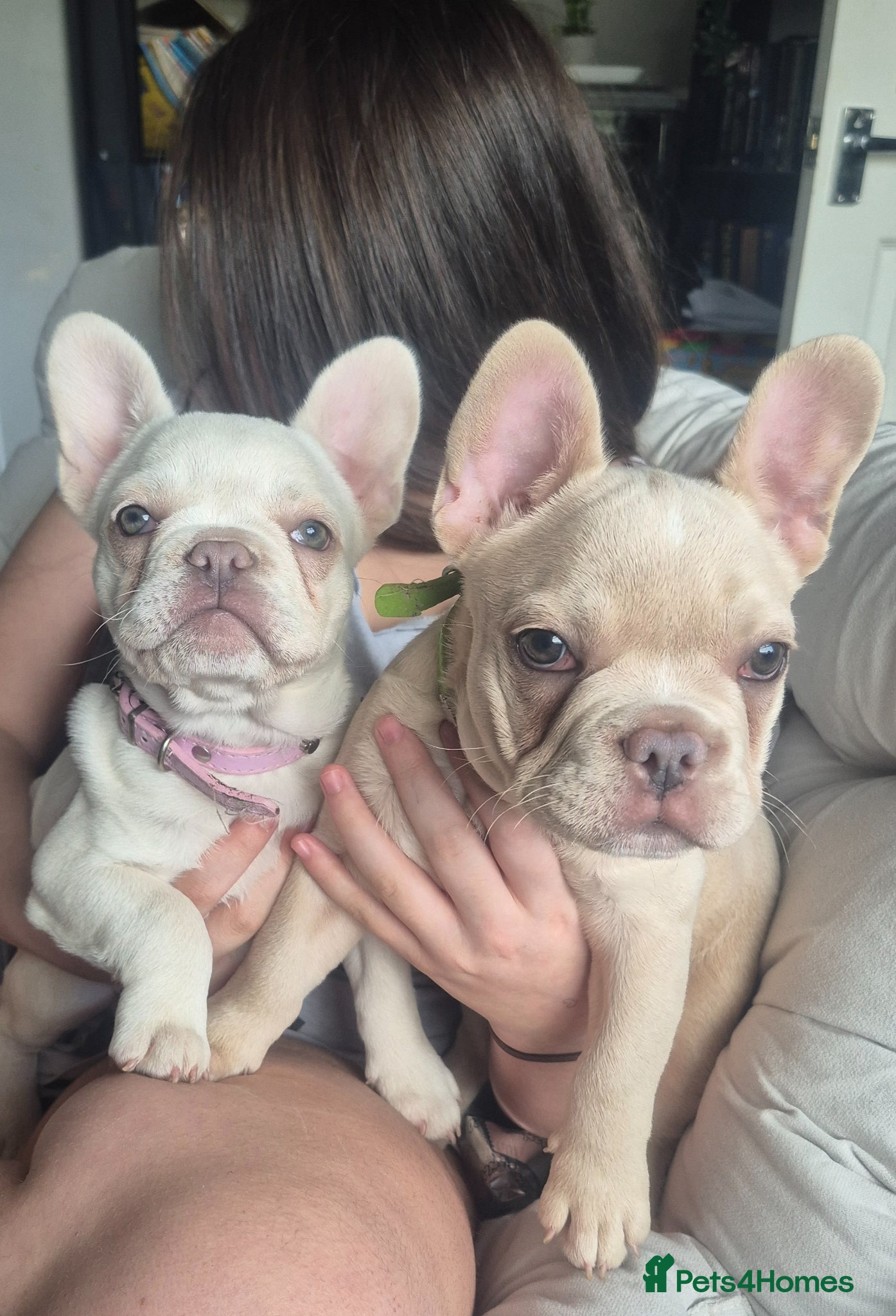 French Bulldog dogs Two stunning DWKC pups left  - Advert 1
