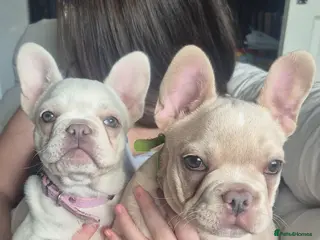 French Bulldog dogs Two stunning DWKC pups left - Advert 17