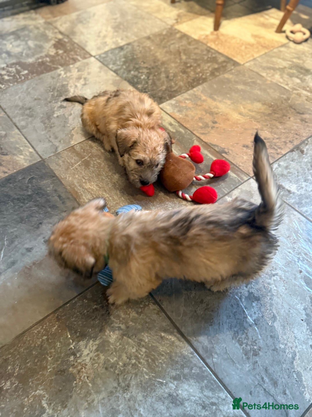 Glen of Imaal Terrier dogs for sale: Glen of Imaal terrier puppies - Advert 23