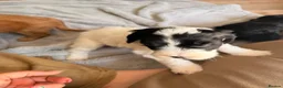 Australian Labradoodle dogs for sale: 8 Gorgeous Australian labradoodle puppies - Advert 31