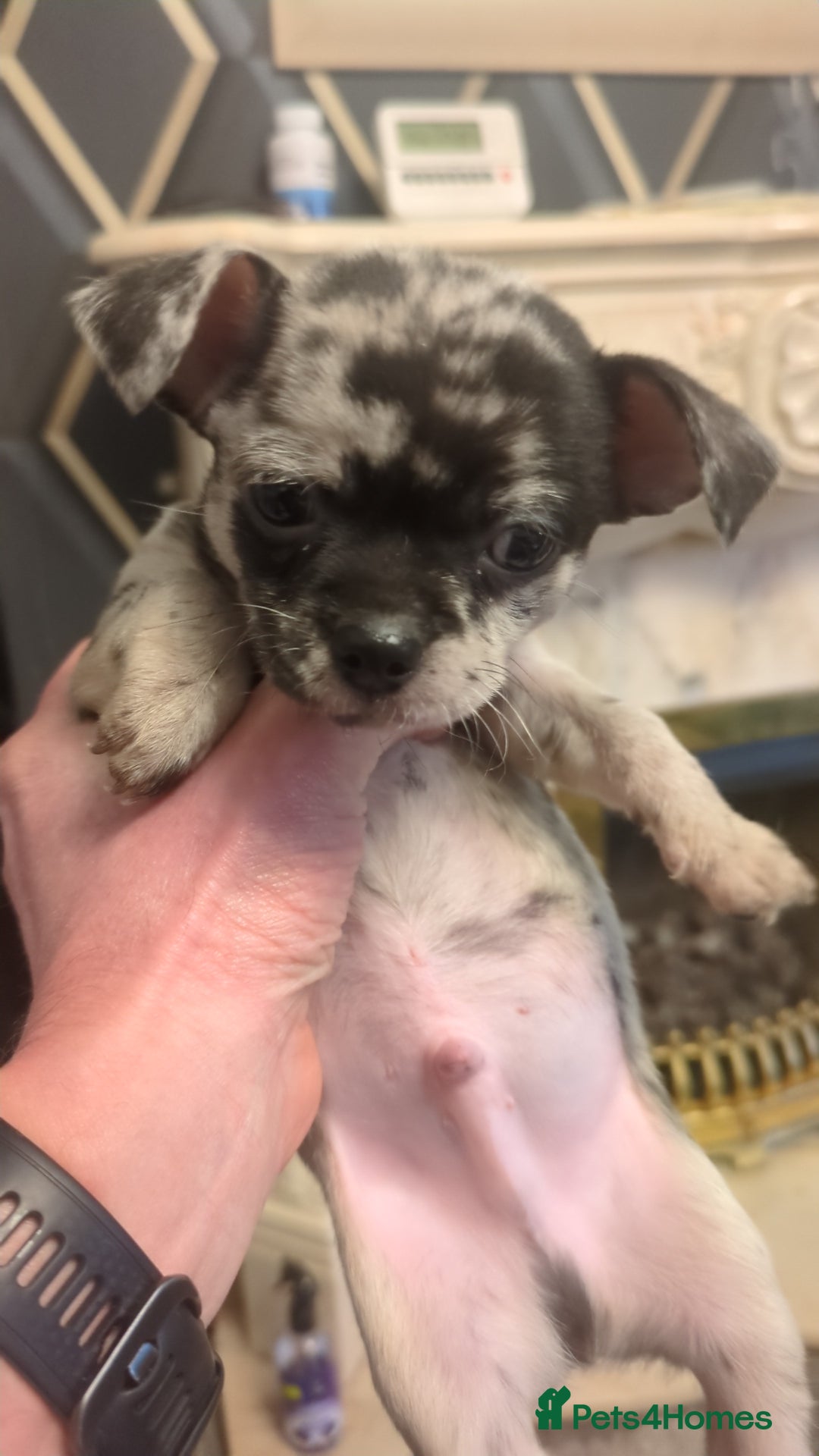 Chihuahua dogs for sale: Chihuahua boy merle - Advert 3