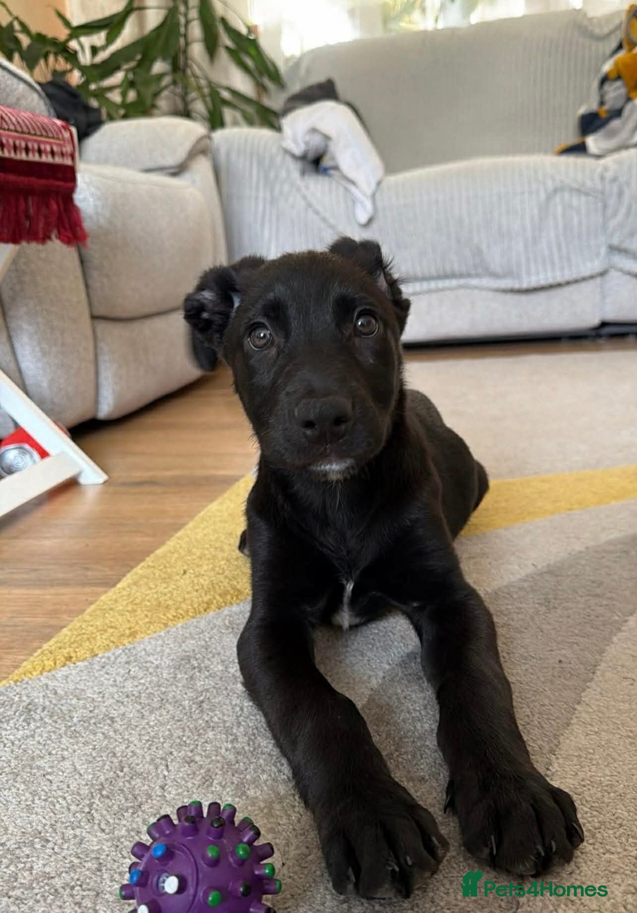 Mixed Breed dogs 13 week old Belgian Malinois x German shepherd  - Advert 14