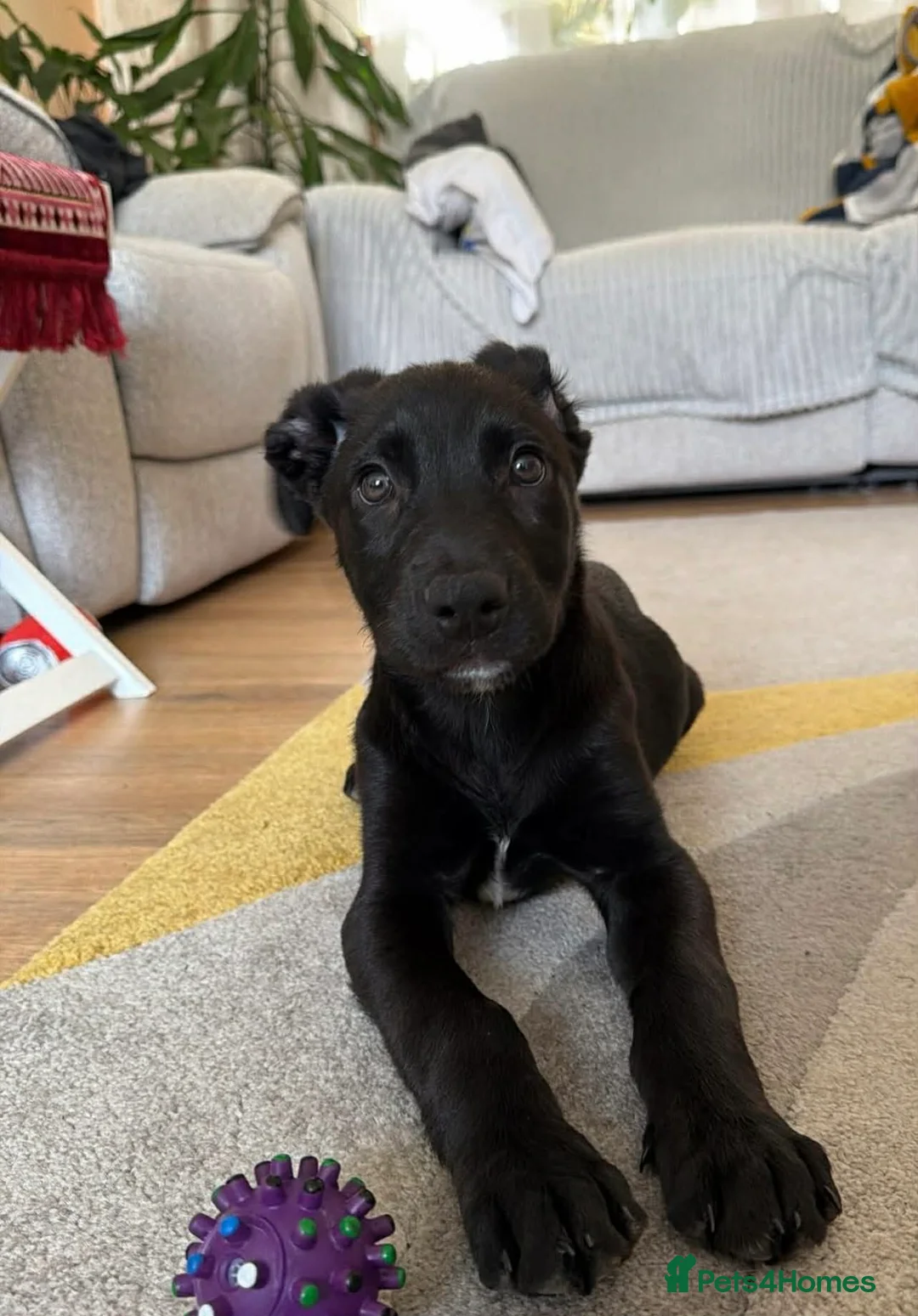 Mixed Breed dogs for sale: 13 week old Belgian Malinois x German shepherd  in Hamilton - Advert 1