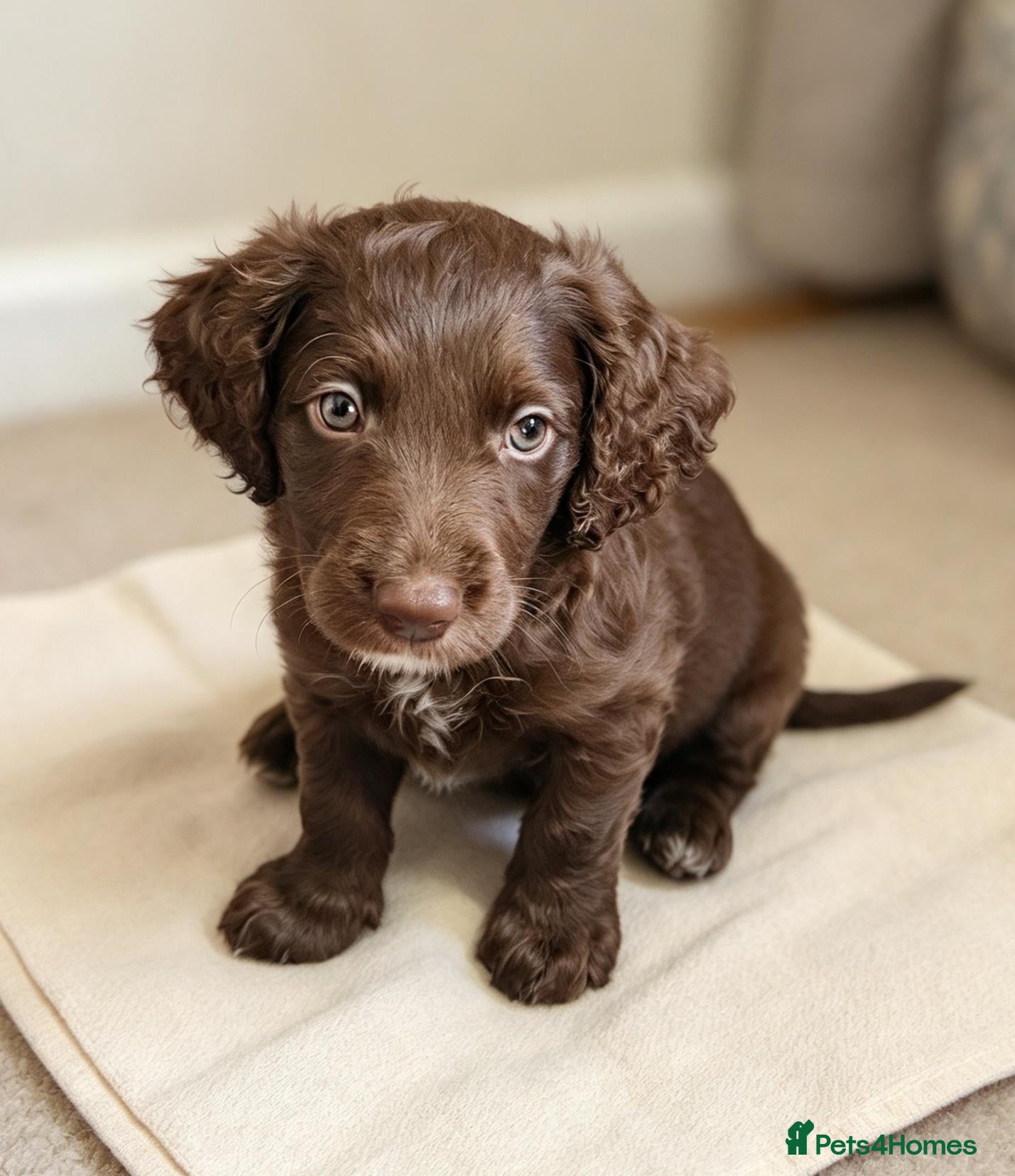 Cockapoo dogs  One Last Chocolate Cockapoo Boy - Advert 1