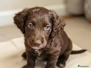 Cockapoo dogs One Last Chocolate Cockapoo Boy - Advert 1