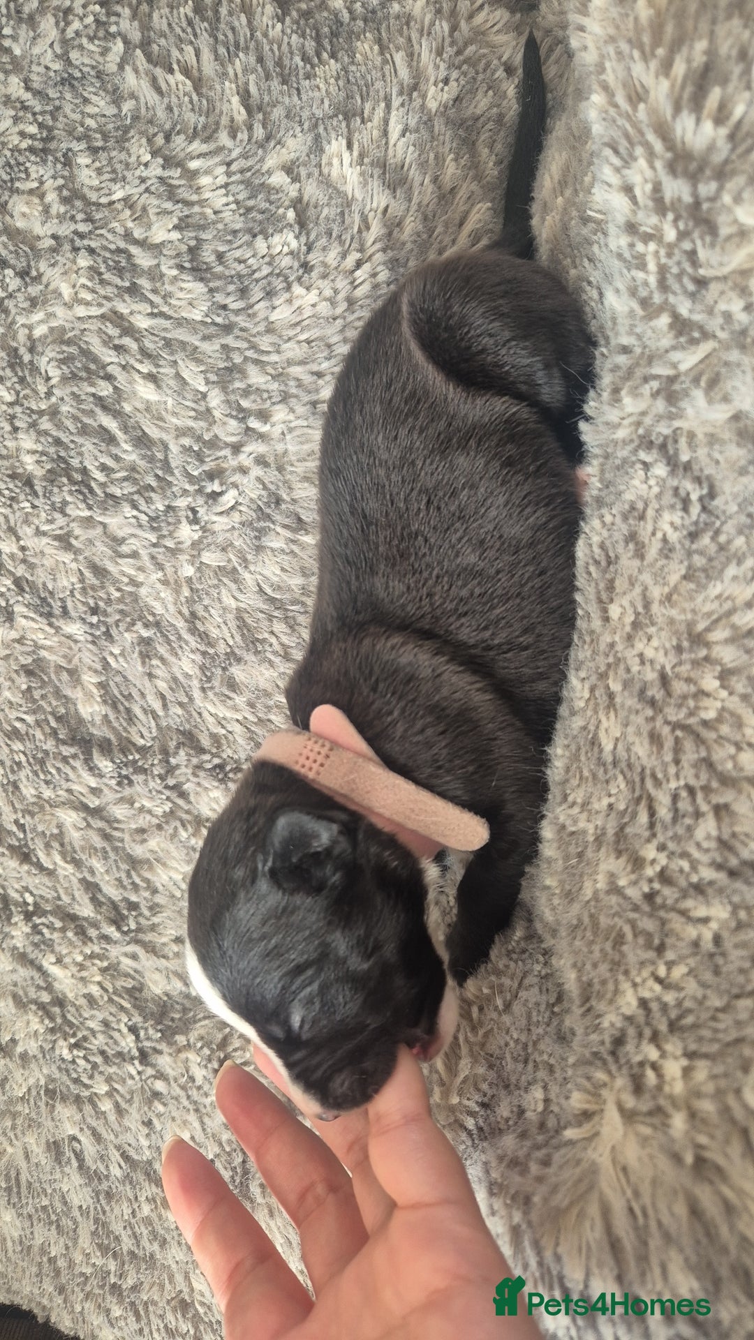 Mixed Breed dogs for sale: American bull staffy cross cane corso - Image 13