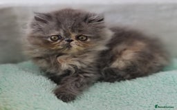 Persian cats for sale: Beautiful kittens looking for loving homes!!! in Stanford-le-Hope - Image 4