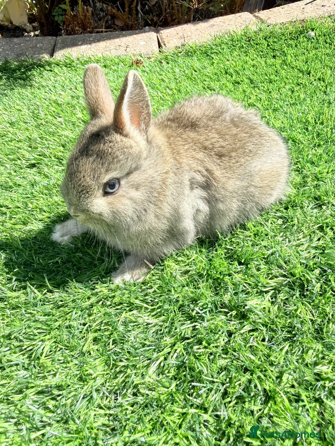 Netherland Dwarf rabbits for sale: Pure Netherland Dwarf  - Advert 14