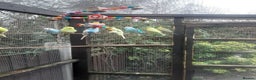 Budgerigars birds for sale: Budgies for sale in Telford - Advert 4