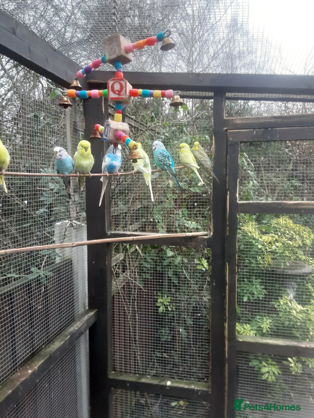 Budgerigars birds for sale: Budgies for sale in Telford - Advert 4