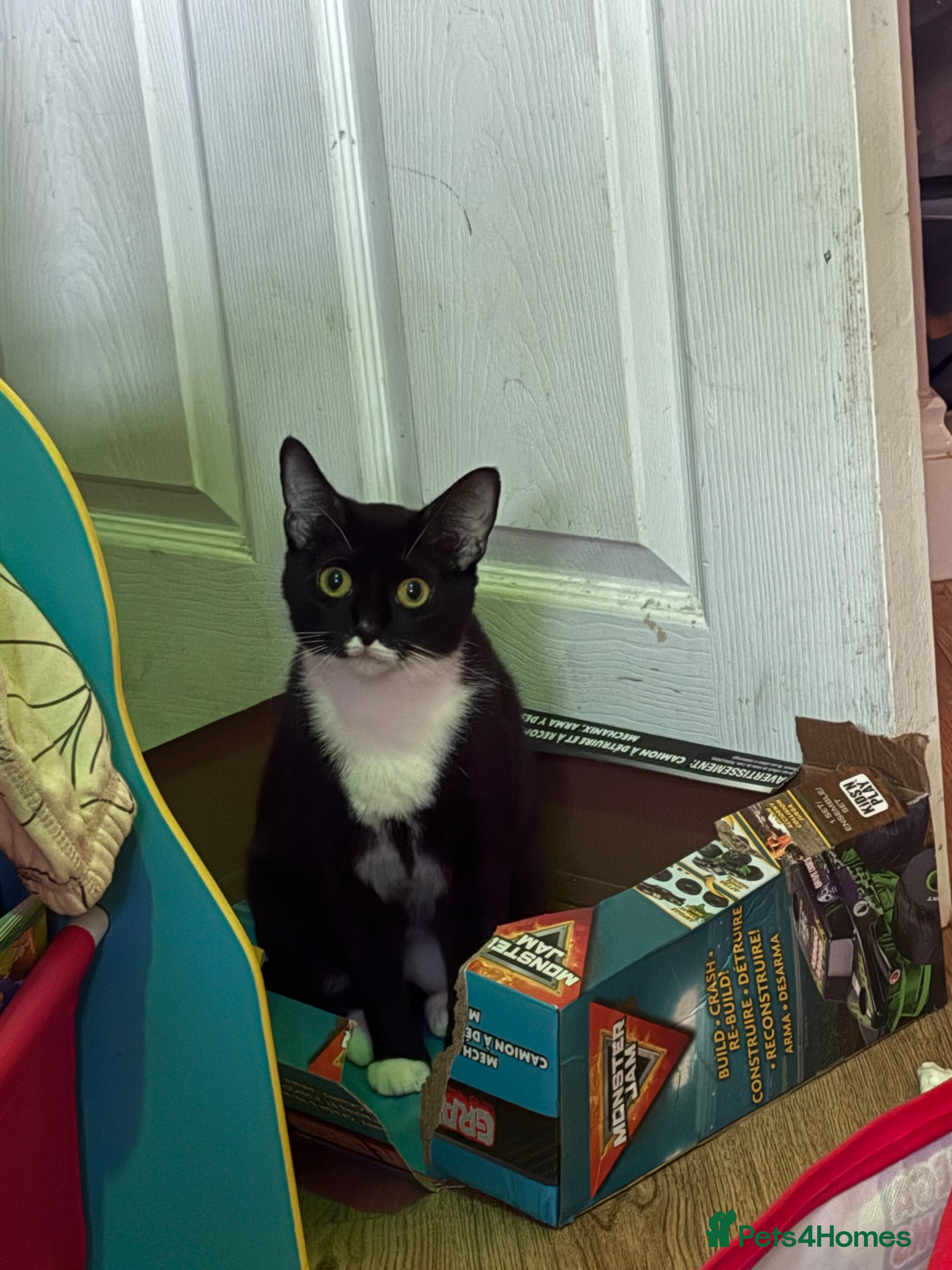 Mixed Breed cats Kittens  - Advert 1