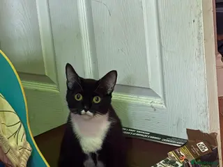 Mixed Breed cats Kittens - Advert 1