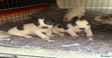 Jack Russell dogs - Advert 5