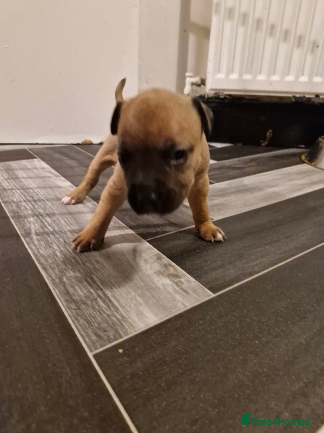 Mixed Breed dogs for sale: Staffie bullweiler puppies  - Image 9