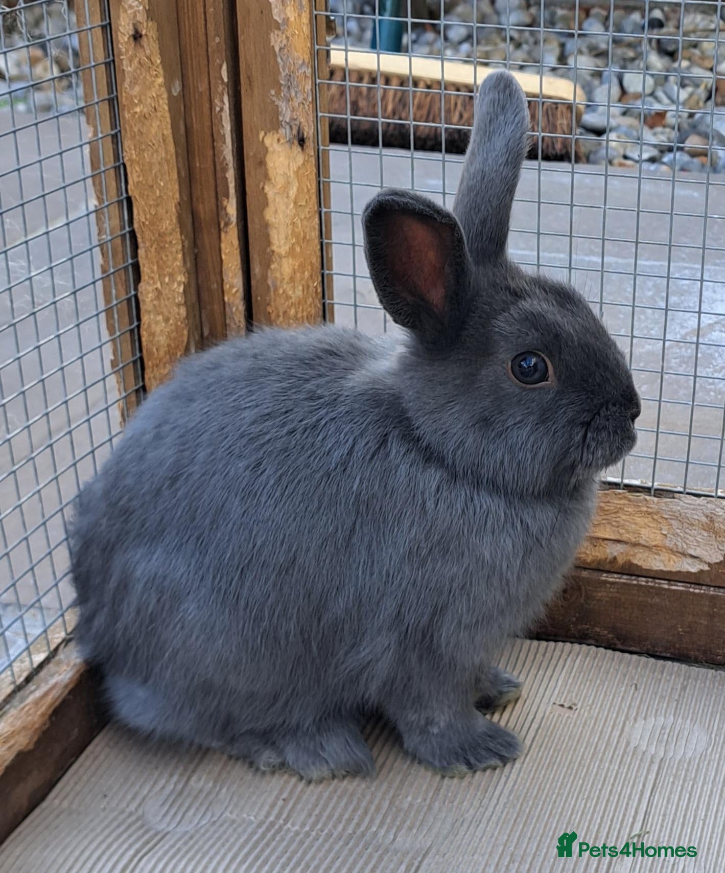 Mixed Breed rabbits Baby Bunny - Advert 21