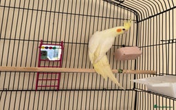 Cockatiels birds for sale: Male cockatiel for sale - Image 5