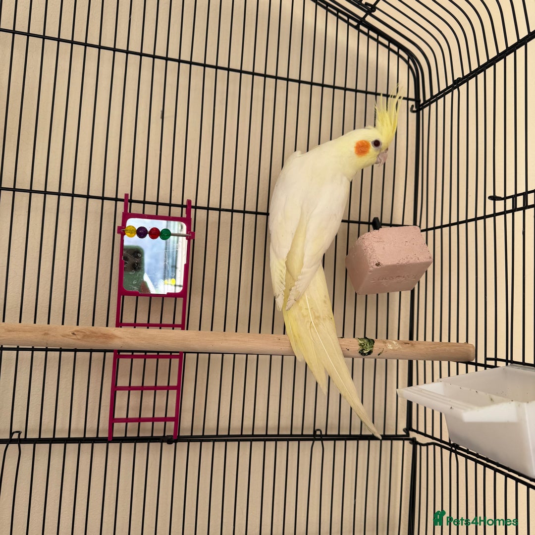 Cockatiels birds for sale: Male cockatiel for sale - Image 5