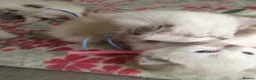 Ragdoll cats for sale: 💖 Beautiful Ragdoll kittens for Sale 💖 - Advert 16