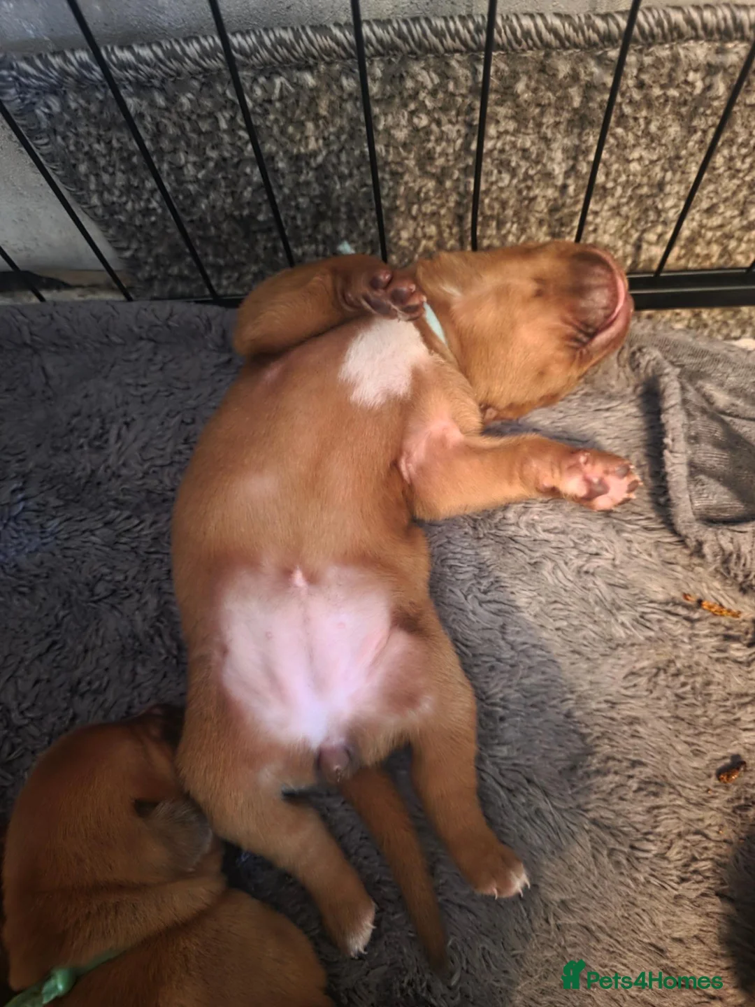 Dogue De Bordeaux dogs for sale: Beautiful chunky litter  - Advert 2