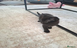 Domestic Shorthair cats for sale: 2 Adorable black kittens  - Image 4