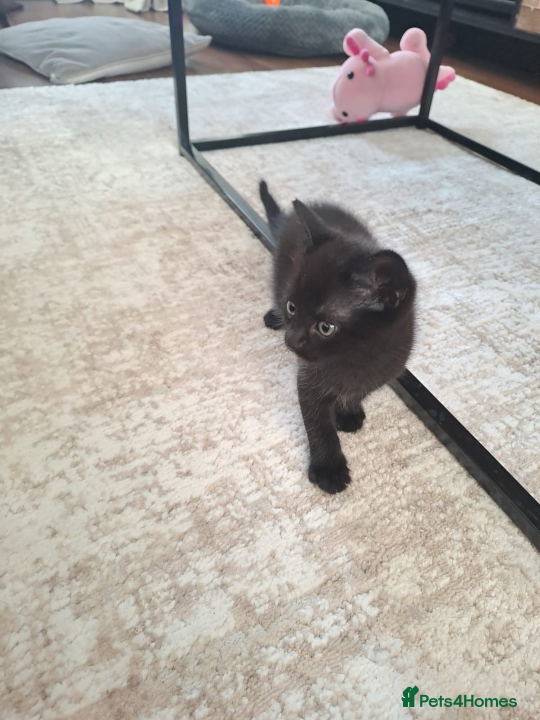 Domestic Shorthair cats for sale: 2 Adorable black kittens  - Image 4