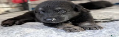 German Shepherd 2